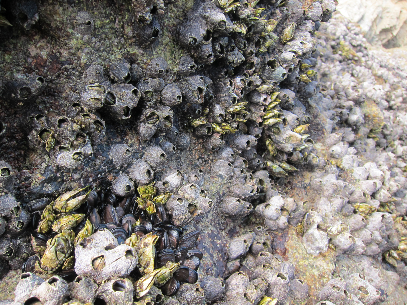 東莒國小潮間帶天然食物照片